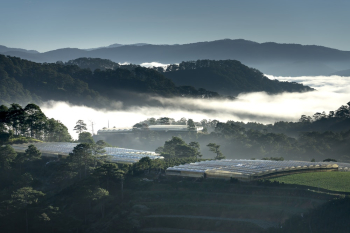foggy dawn foggy dawn