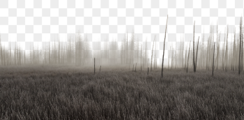 Foggy grass field png border, | Free PNG - rawpixel