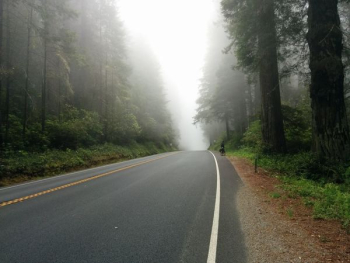 foggy road near forest foggy road near forest