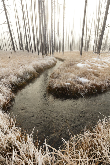 Foggy sunrise at Tangled Creek. | Free Photo - rawpixel