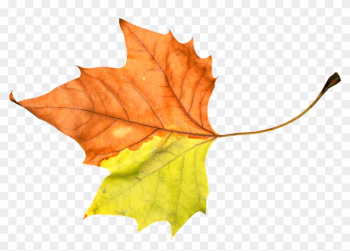 Foliage Leaf Leafage Autumn Png Image - Leaf