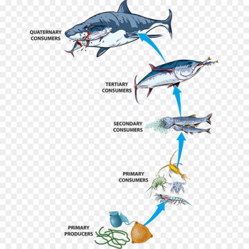 Food Chain, Food Web, Ecosystem, Fish, Animal Figure PNG Food Chain, Food Web, Ecosystem, Fish, Animal Figure PNG