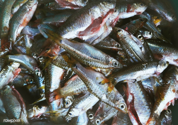 Food fish animal | Free stock photo - 71216 Food fish animal | Free stock photo - 71216