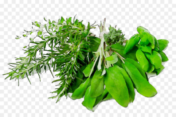 Food Herb Dinner Health Meal - Food Herb Dinner Health Meal -