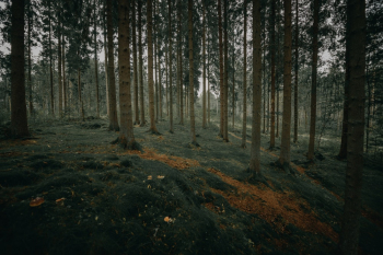 Forest Forest