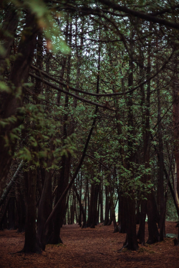 Forest Forest