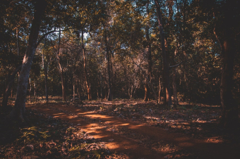 Forest Forest