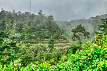 Forest Forest