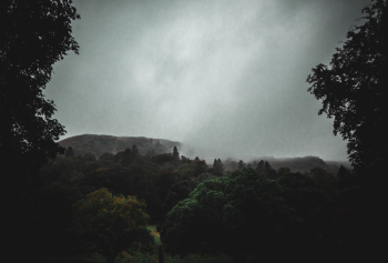 Forest Forest