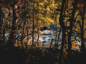 Forest Forest