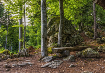 Forest Forest