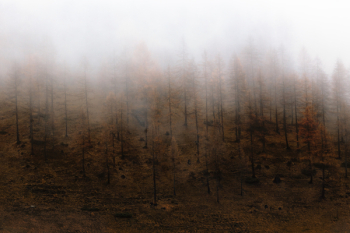 Forest Forest