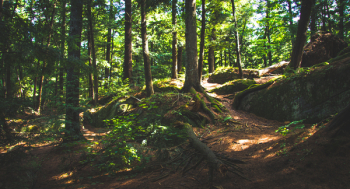 Forest Forest