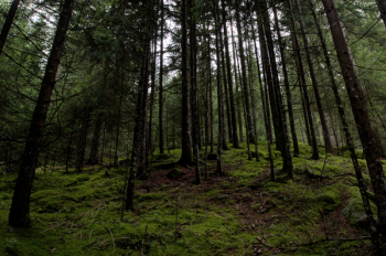 Forest Forest