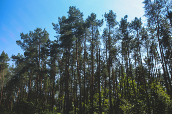 Forest Forest