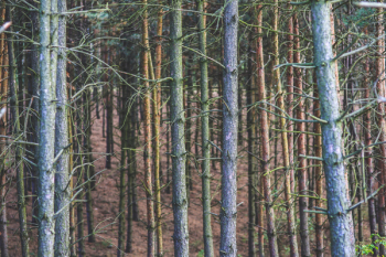 Forest Forest