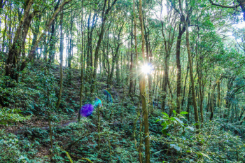 Forest Forest