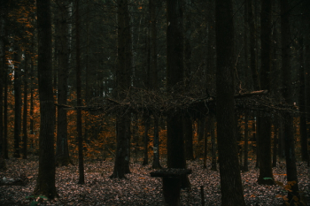 Forest Forest