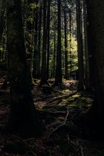 Forest Forest