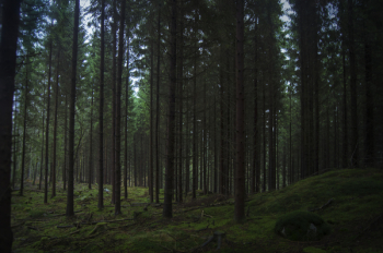 Forest Forest