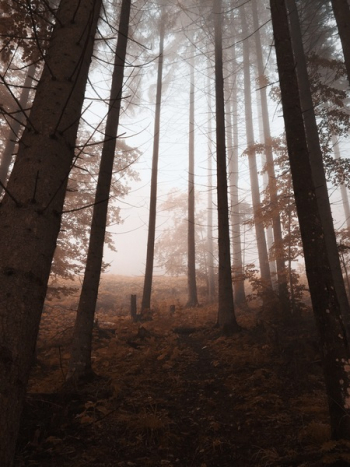 Forest Forest