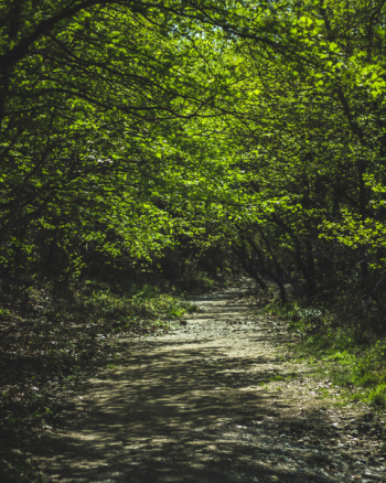 Forest Forest