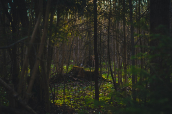 Forest Forest