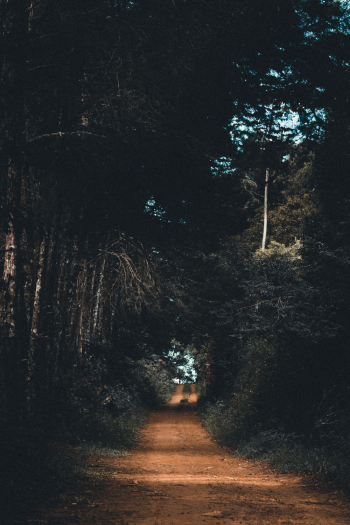 Forest Forest