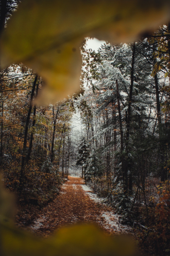 Forest Forest