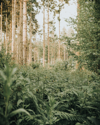 Forest Forest
