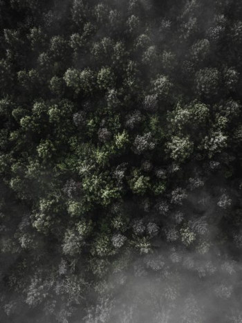forest aerial photography forest aerial photography