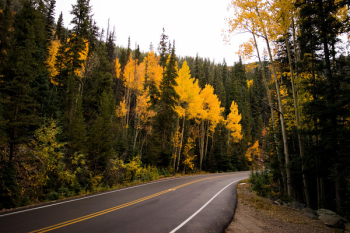 Forest and Concrete Road Forest and Concrete Road