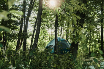 Forest Camping