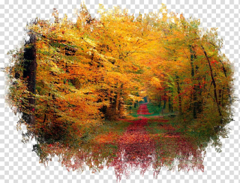Forest Desktop Autumn 1080p, forest transparent background PNG clipart Forest Desktop Autumn 1080p, forest transparent background PNG clipart