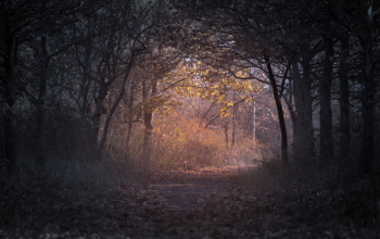 Forest during Dawn Forest during Dawn