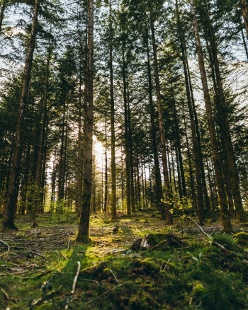 Forest landscape Forest landscape