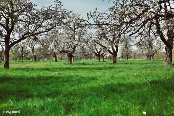 Forest landscape | Free public domain photo - 546985 Forest landscape | Free public domain photo - 546985