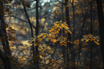 Forest Leaves Changing In Fall Forest Leaves Changing In Fall