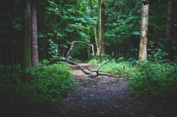 Forest path Forest path
