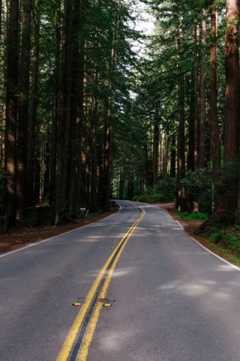 Forest Road Forest Road