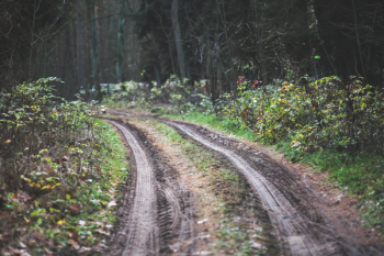 Forest road Forest road