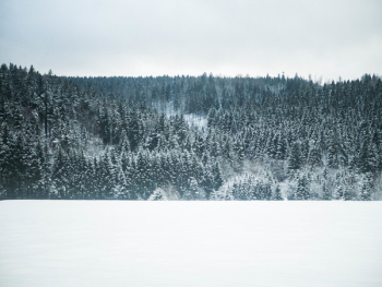 Forest Scene Illustration Forest Scene Illustration