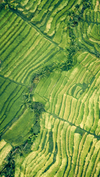 Forest strip Forest strip