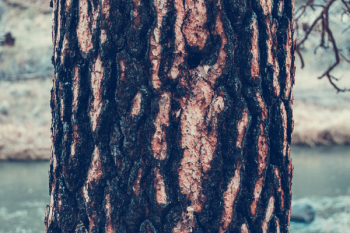 Forest Tree Forest Tree