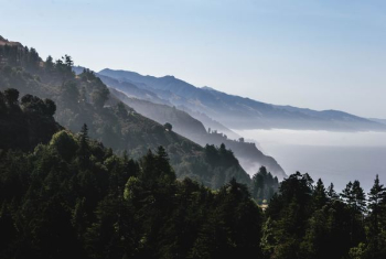 forest tree on mountain forest tree on mountain