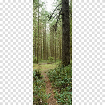 Forest Tree Trail Park , amazon forest transparent background PNG clipart Forest Tree Trail Park , amazon forest transparent background PNG clipart