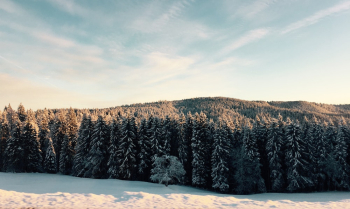 Forest Trees