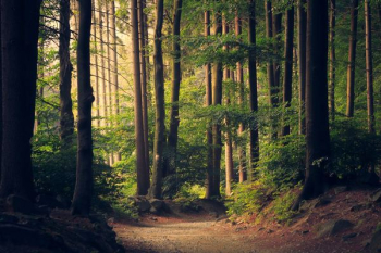 forest trees forest trees