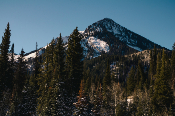 Forest Trees