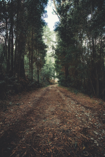 Forest Trees Photograph Forest Trees Photograph